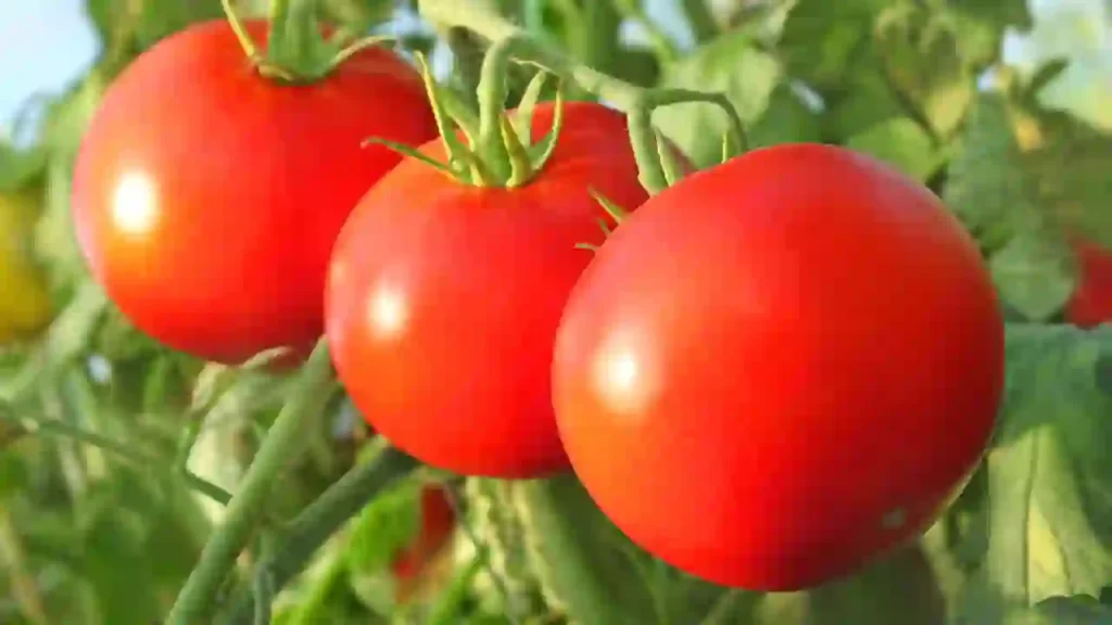 tomatoes getting overriped