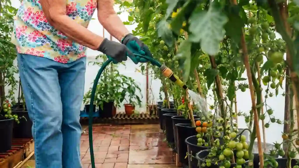 overwatering tomato plants