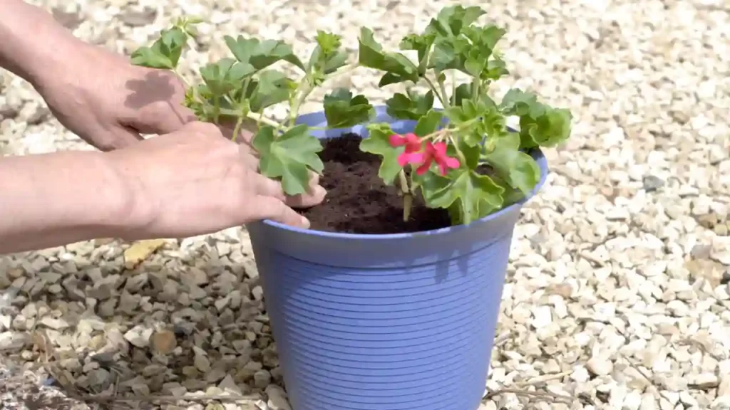 how to plant geraniums