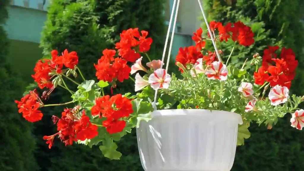 Overwintering Geraniums