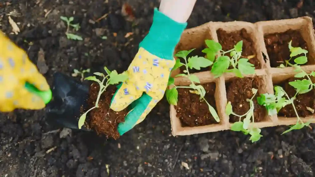 How Far Apart Should Tomato Plants Be in Your Garden