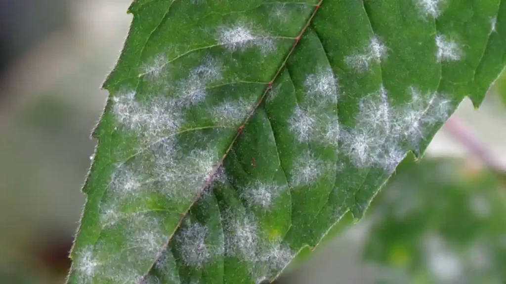 Overview Of Powdery Mildew