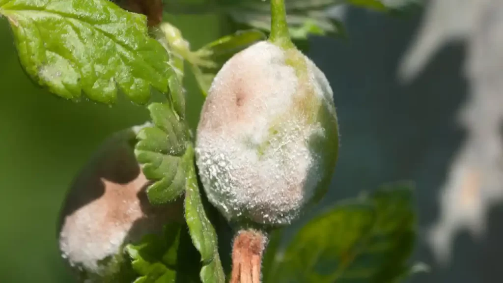 powdery mildew in tomatoes