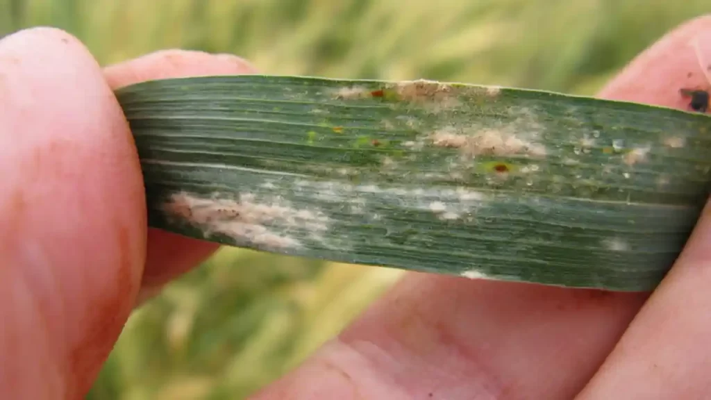 Symptoms of Powdery Mildew