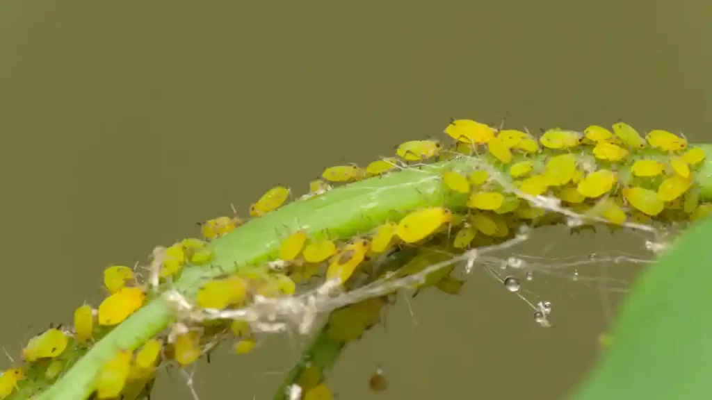 How To Prevent Aphids on Tomato Plants