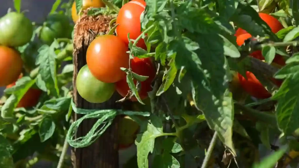 Causes of Tomato Plant Leaves Curling