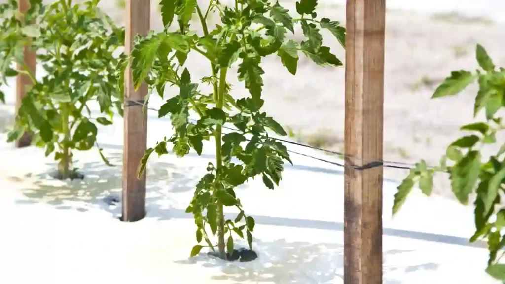 How Far Apart Should Tomatoes Be Planted