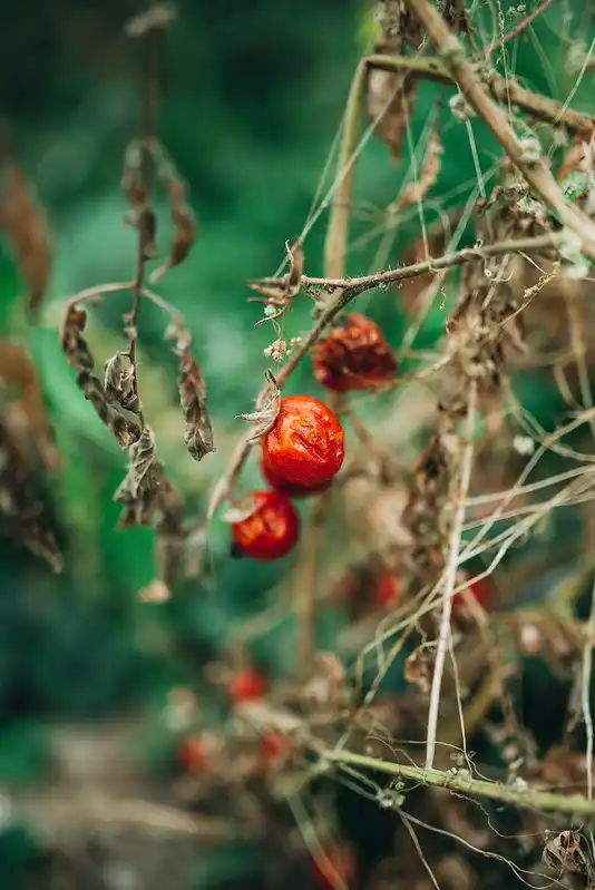 Types of Common Tomato Plant Diseases