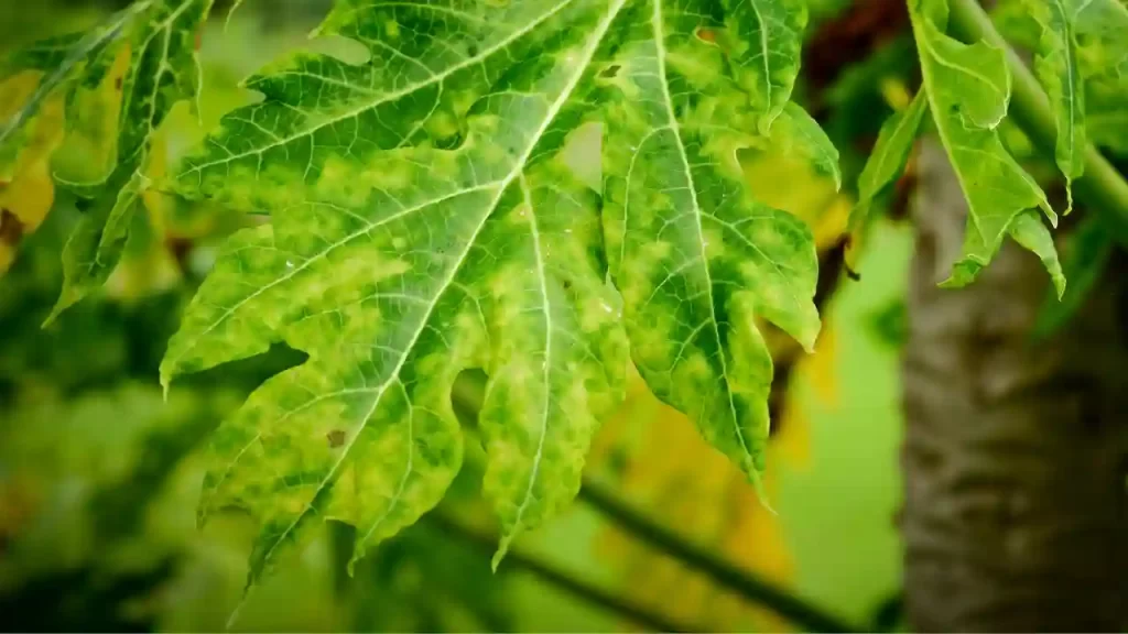 tomato diseases