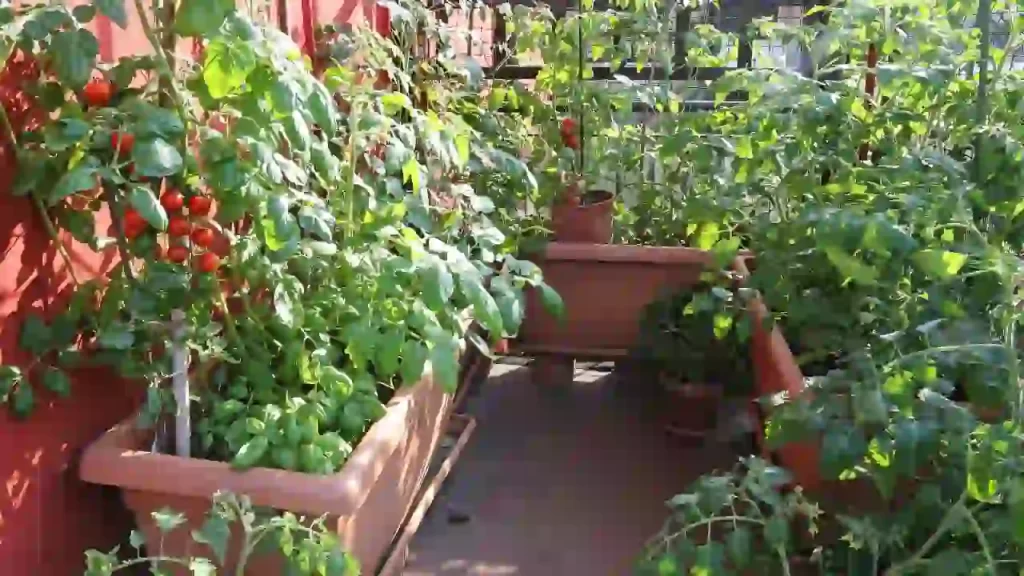 tomato plant in gallon container