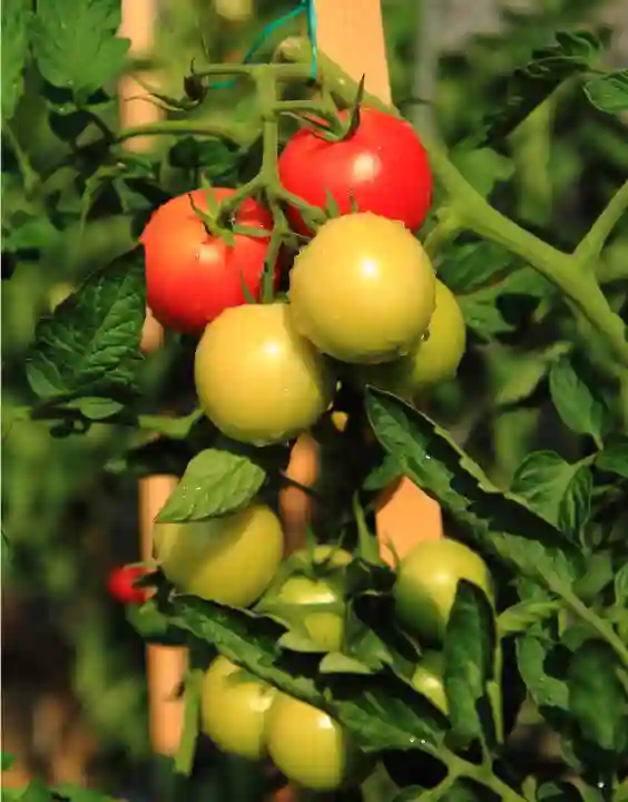 Save tomato plants from Excessive Heat and Stress