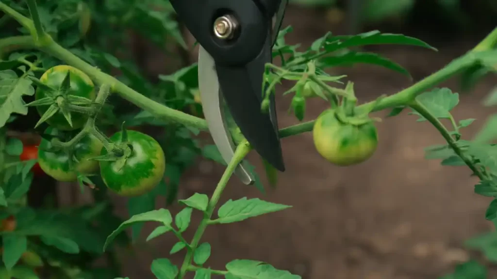 What Parts of Tomato Plants Should be Pruned