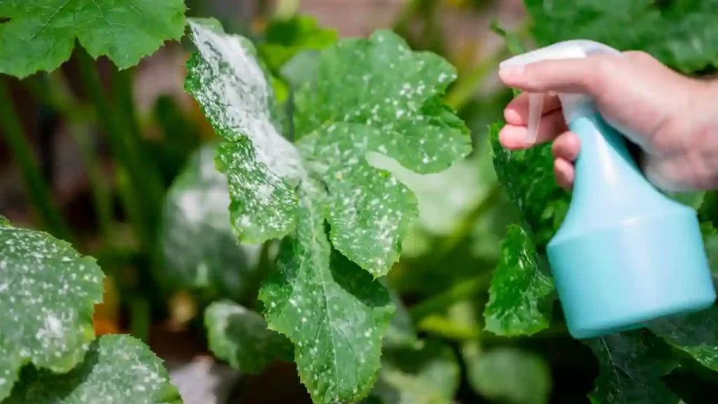 How To Get Rid of Powdery Mildew