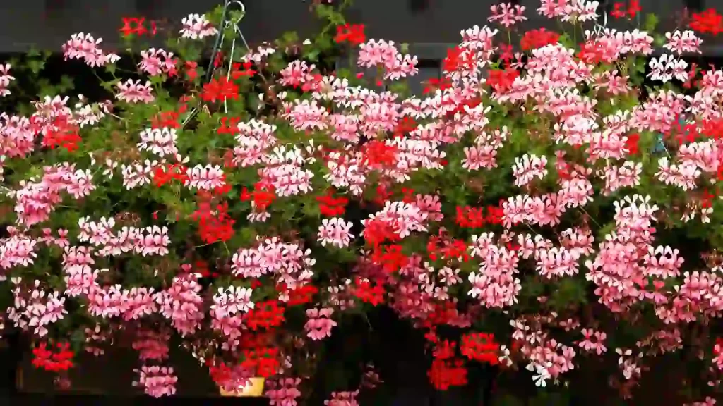 geraniums planted in hanging containers