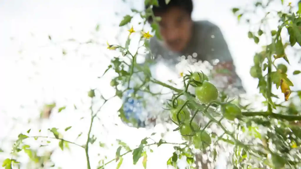 sprayiny water on tomato plants