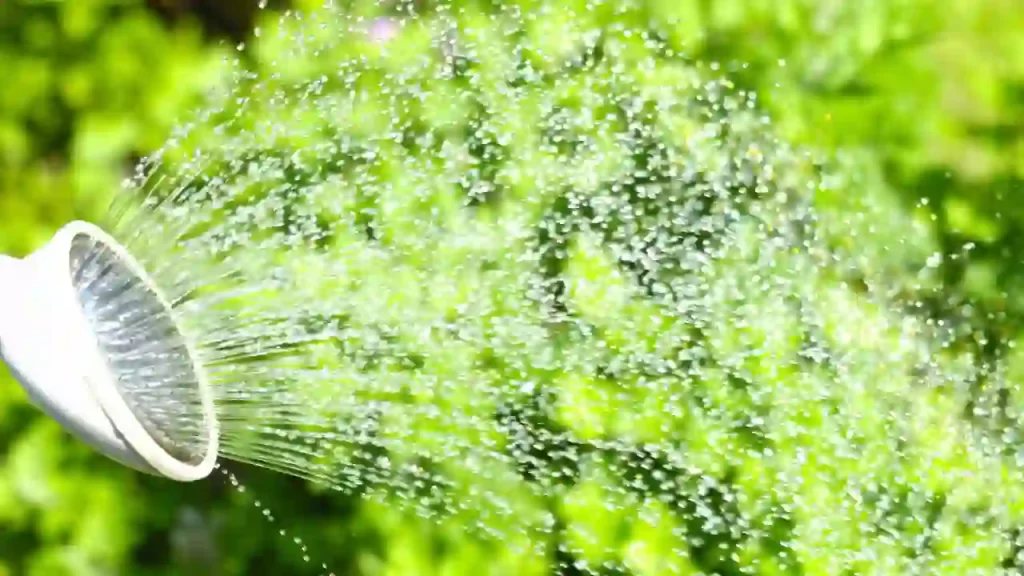 Drought or Overwatering tomato plants