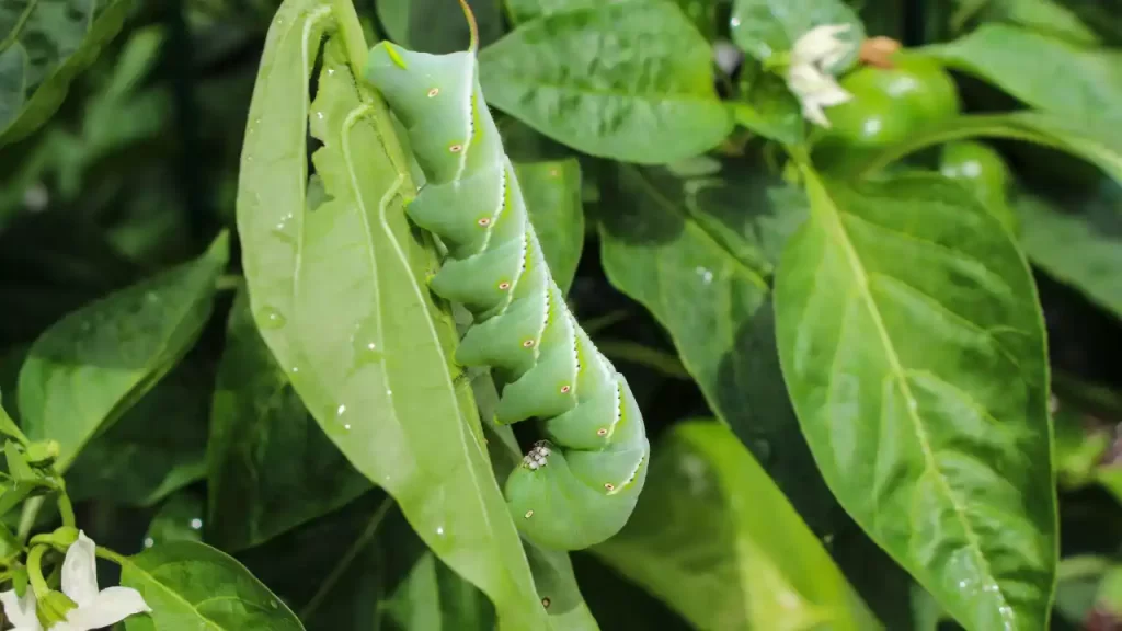 marigolds deter tomato hornworm