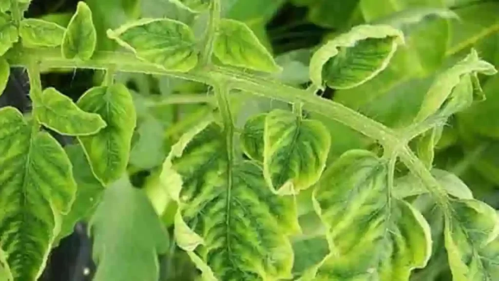 What Does Tomato Plant Leaf Curl Mean