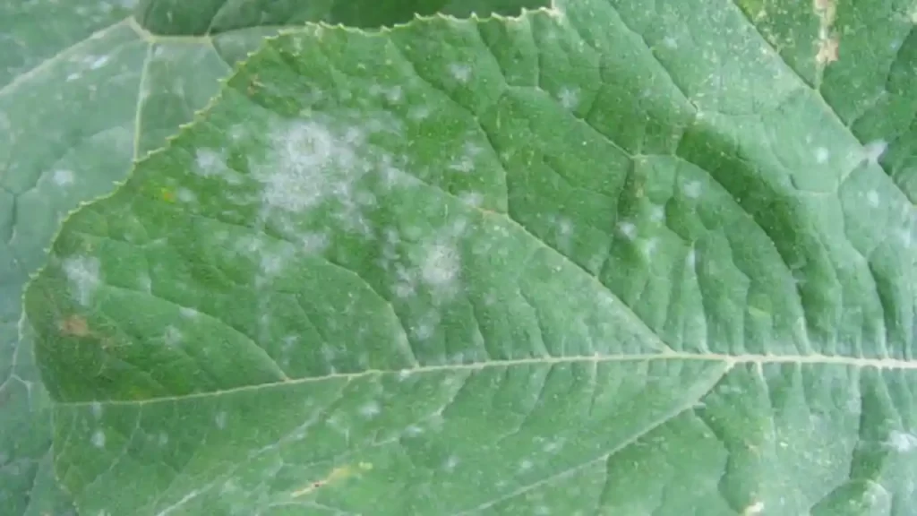 What is Powdery Mildew