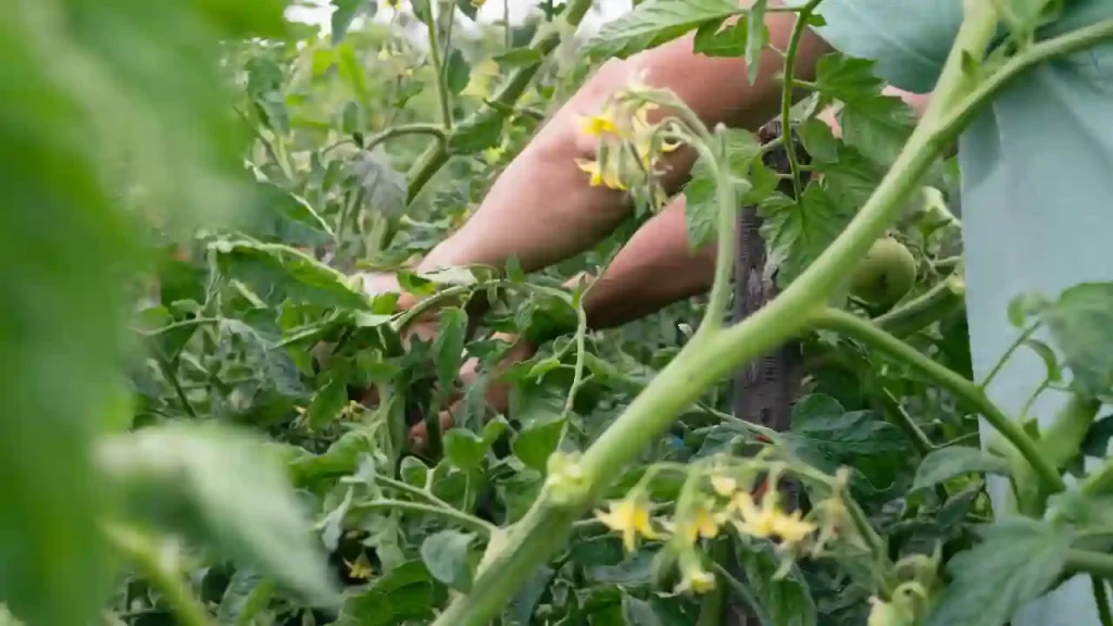 When To Prune The Top of the Plant