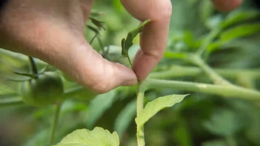 Why Should You Prune Tomato Plants