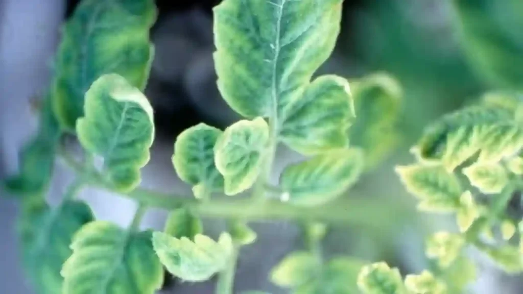 Plant With Viral Disease