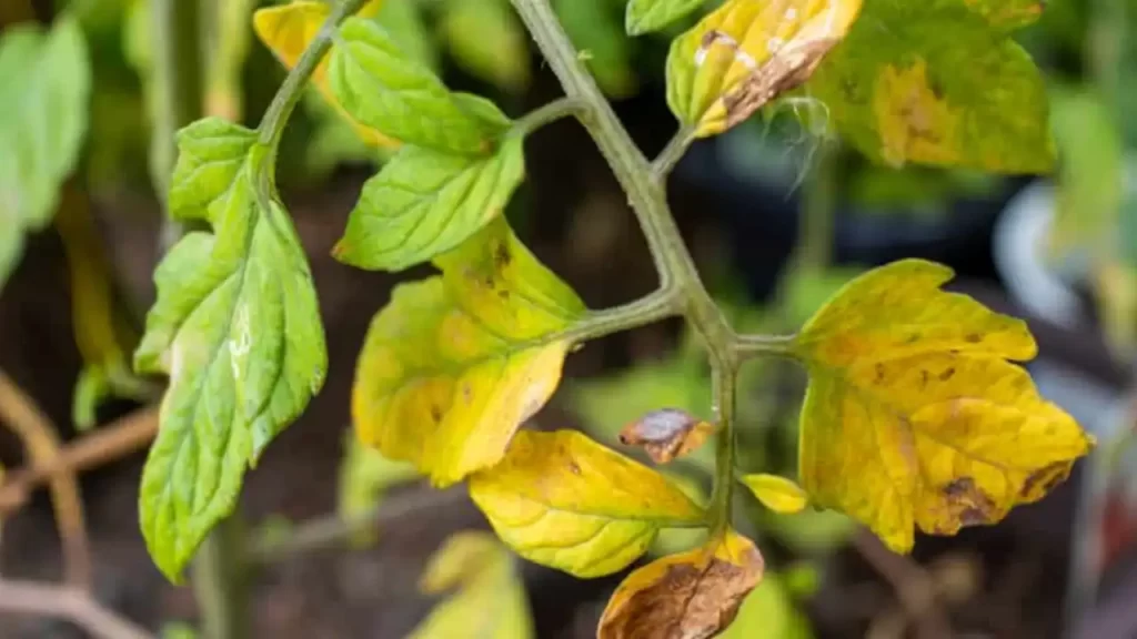 why are my tomato leaves turning yellow