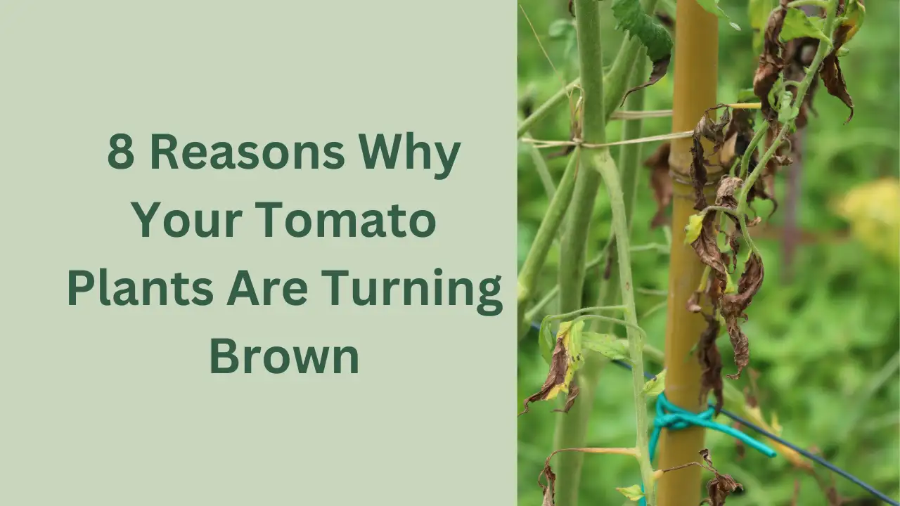 8 Reasons Why Your Tomato Plants Are Turning Brown (With Solution)