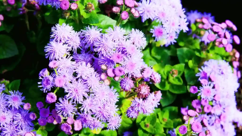 Ageratum