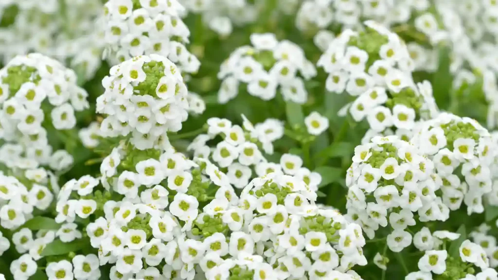 Lobularia maritima