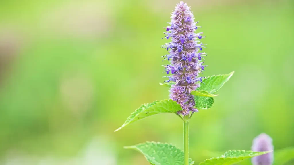 Agastache foeniculum