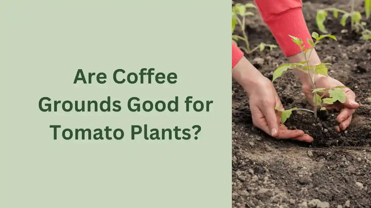 Are Coffee Grounds Good for Tomato Plants?