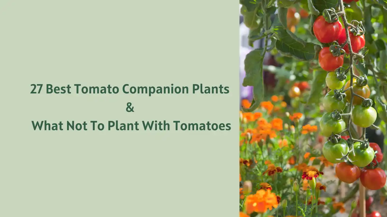 27 Best Tomato Companion Plants & What Not To Plant With Tomatoes