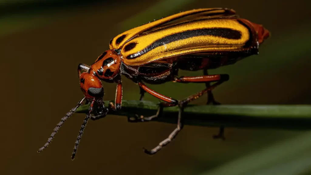 Bright Beetles bright orange heads