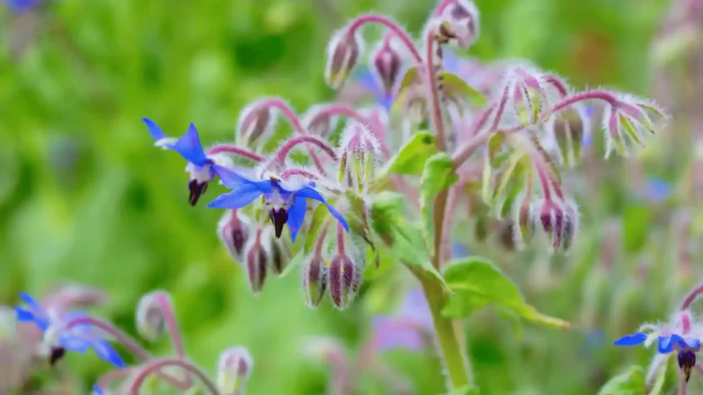 Borage