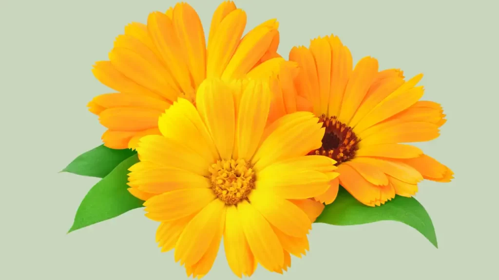 calendula officinalis