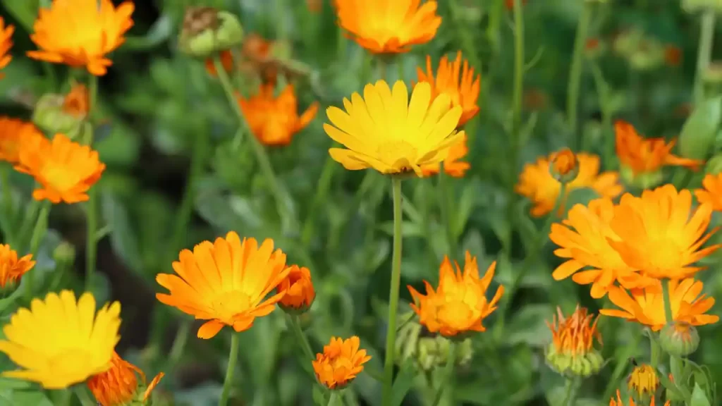 Calendula