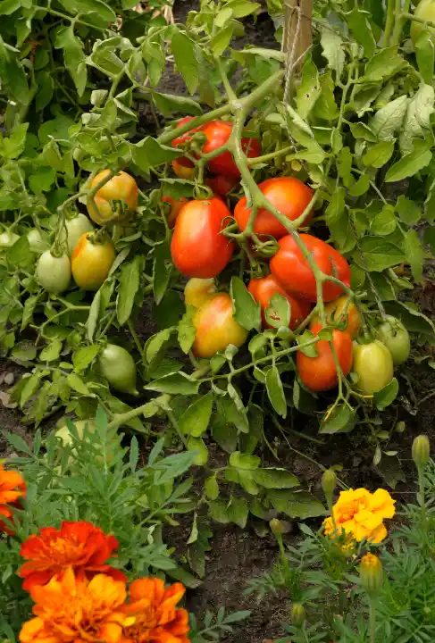 tomato plants and marigolds