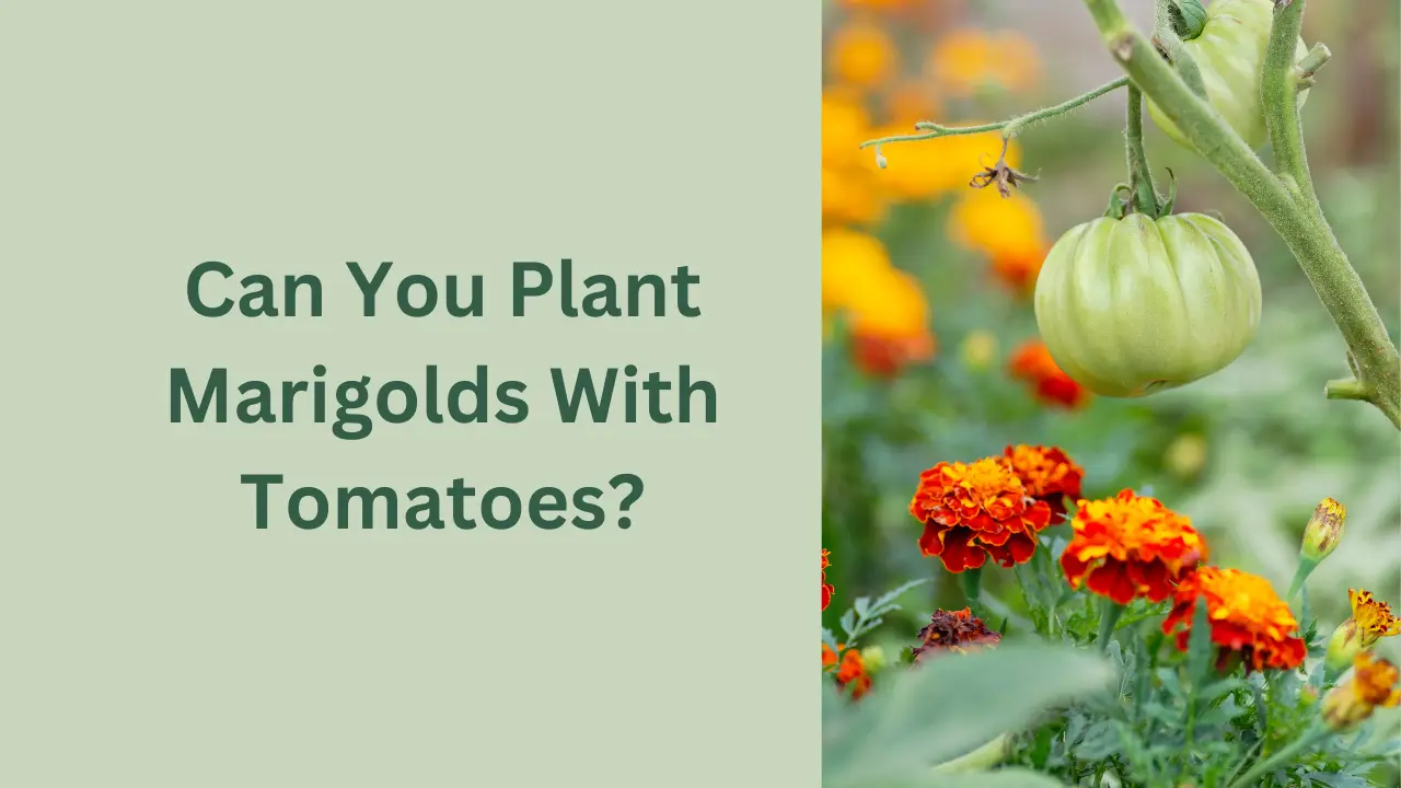 Can You Plant Marigolds With Tomatoes?