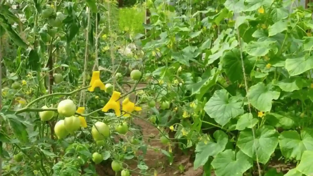 Determinate Tomato Plant with a Vining Cucumber