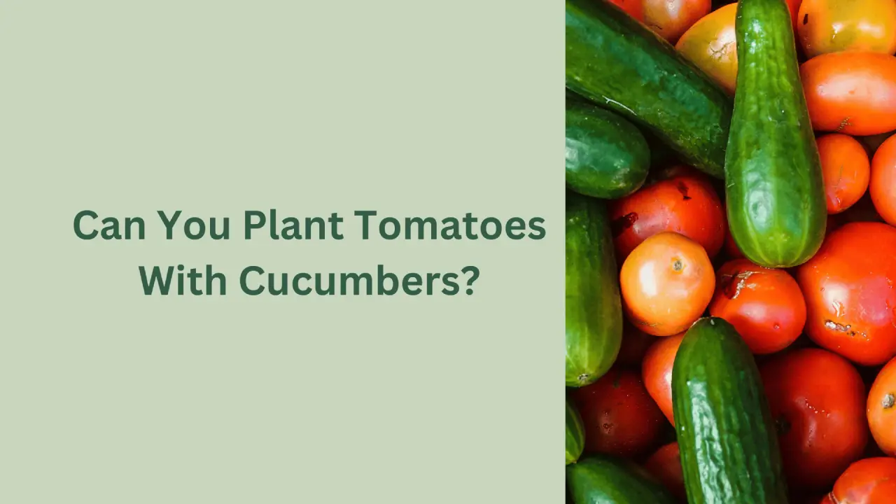 Can You Plant Tomatoes With Cucumbers?