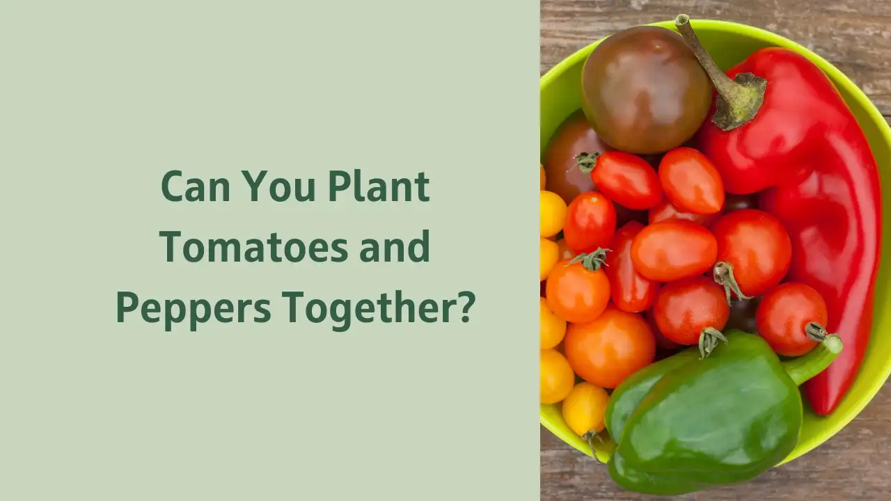 Can You Plant Tomatoes and Peppers Together?