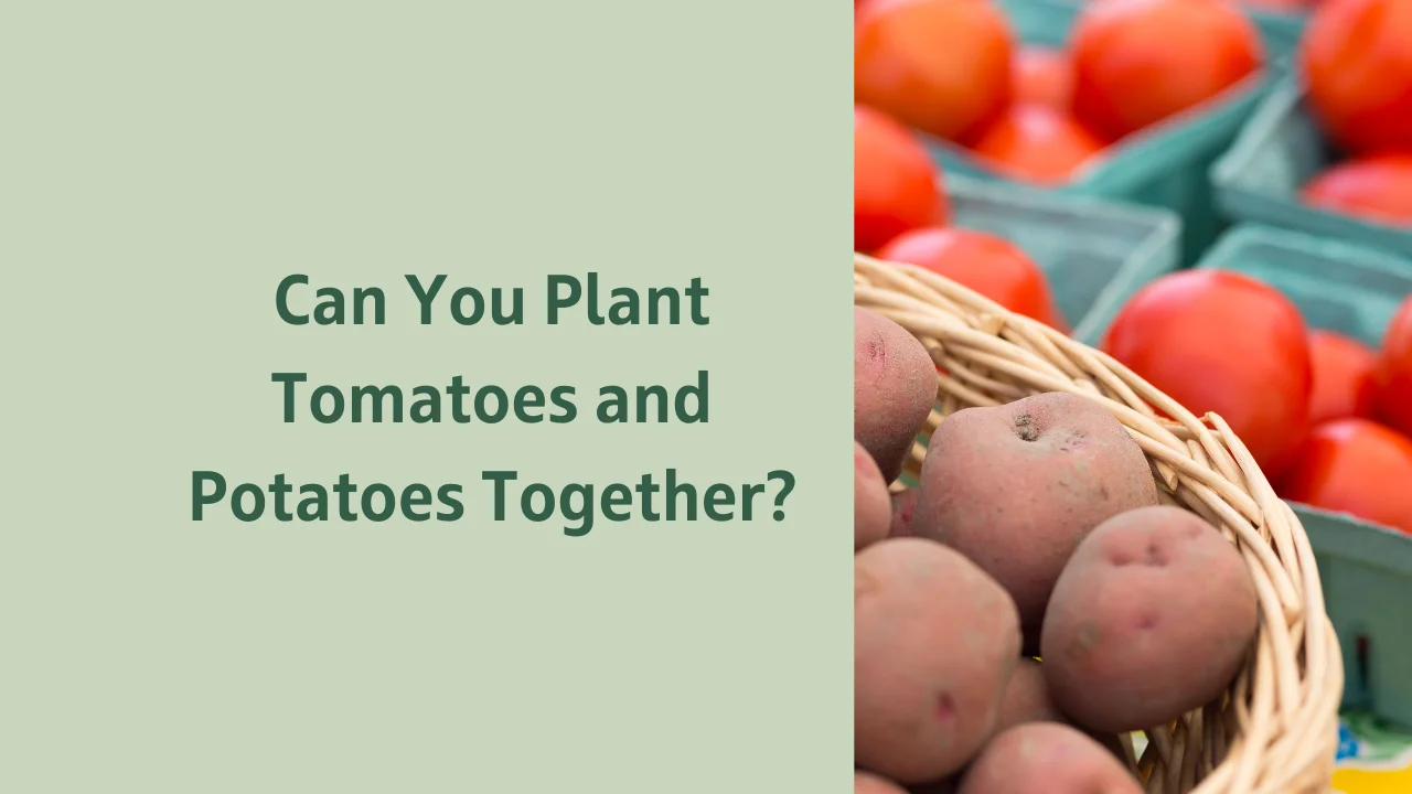 Can You Plant Tomatoes and Potatoes Together? (Without Ruining Your Harvest)