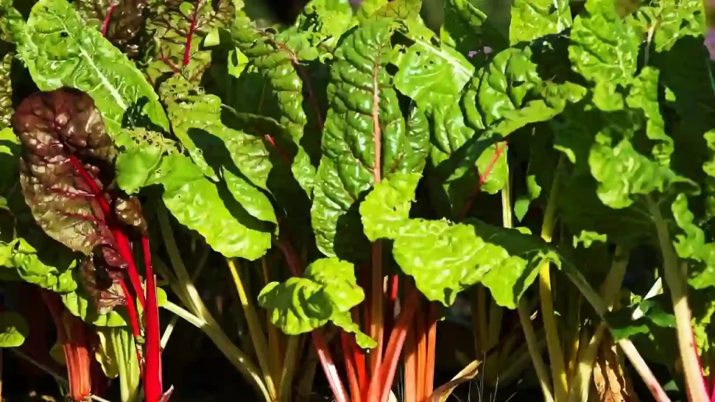 Chard