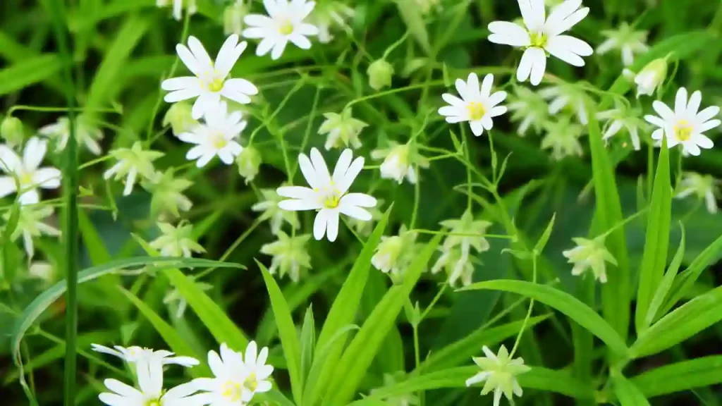 Chickweed