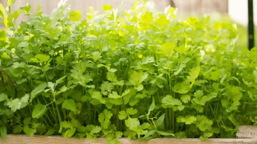 The aromatic herb cilantro