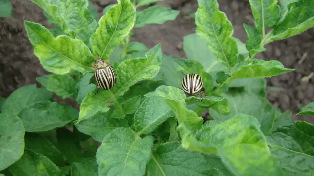 Colorado Potato beetles eating up plant leaves