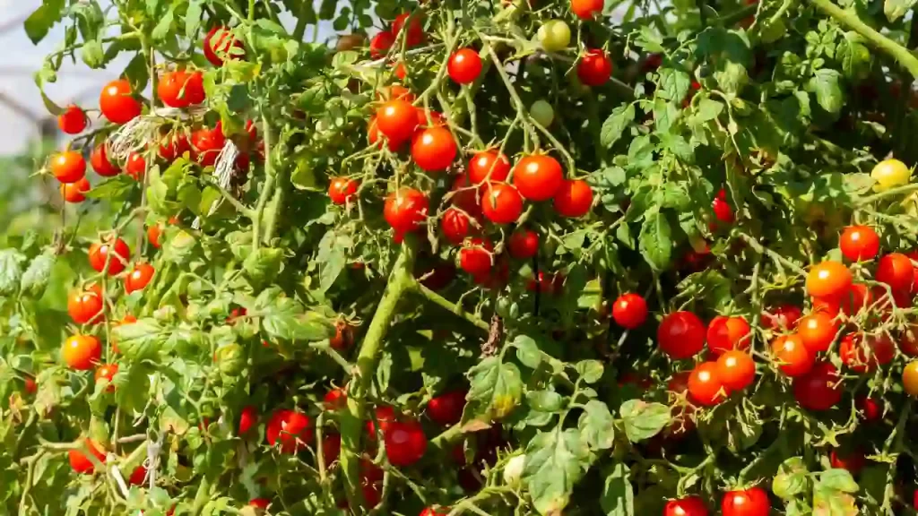 cherry tomato variety that is more resistant to Curly Top Virus