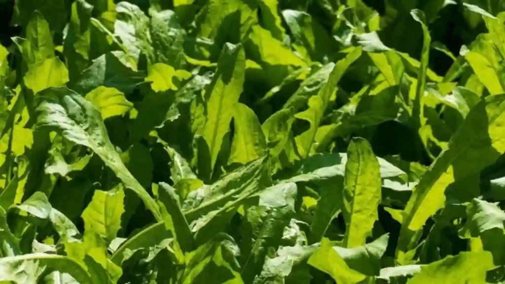 Dandelion Greens