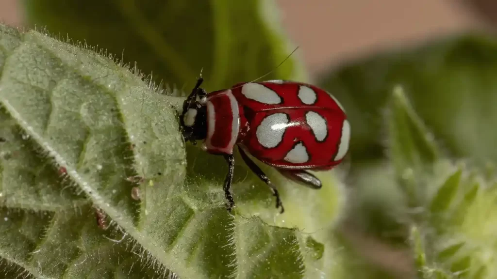 Miniature Flea beetles causing serious damage